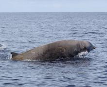 Una hembra de zifio de Cuvier residente en El Hierro