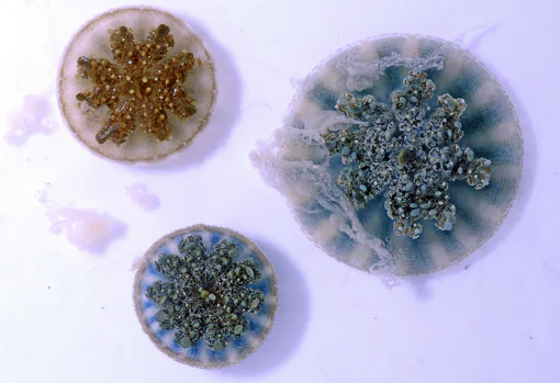 Tres medusas Cassiopea