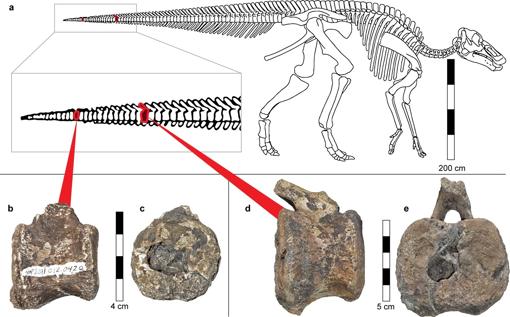 Ubicación de las vértebras patológicas en un esqueleto de hadrosaurio ( a ). Reconstrucción esquelética de Campione y Evans 79 . Tanto las vértebras patológicas pequeñas ( b , c ) como las grandes ( d , e ) provienen de la parte distal de la cola del hadrodsaurio. Tenga en cuenta las grandes cavidades de forma ovalada que se abren a la superficie discal caudal.