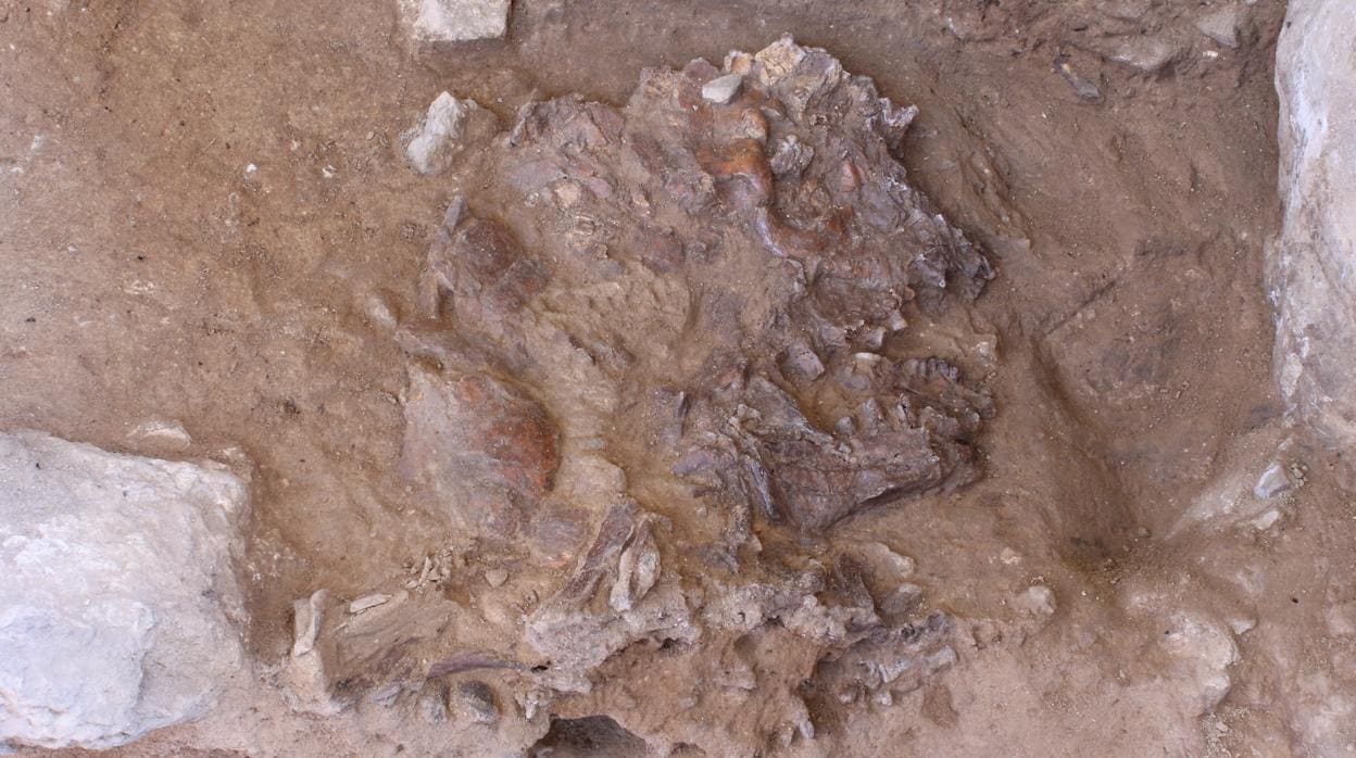 El cráneo aplastado de un neandertal hallado en Shanidar
