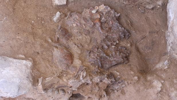 Hallan a un nuevo neandertal enterrado junto a la «tumba de las flores»