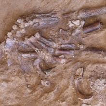 Los huesos de la mano izquierda del neandertal emergen de los sedimentos