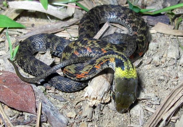 La sorprendente evolución de la serpiente que toma el veneno prestado