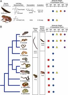 La sorprendente evolución de la serpiente que toma el veneno prestado