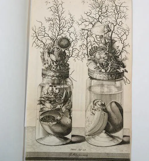 Grabado naturalista de huevos de cocodrilo del siglo XVII