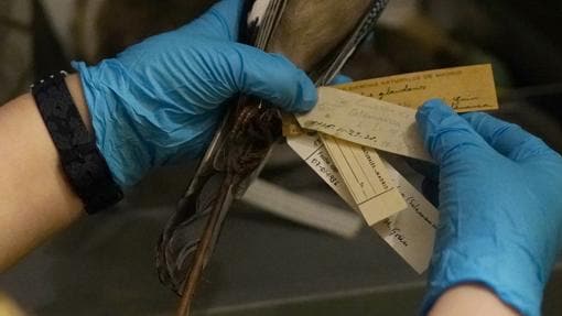 Etiquetas de un ejemplar de ave