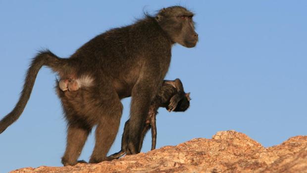 Las madres que cargan con sus crías muertas durante diez días