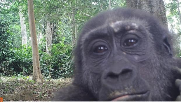Los gorilas también tienen fronteras (y las respetan)