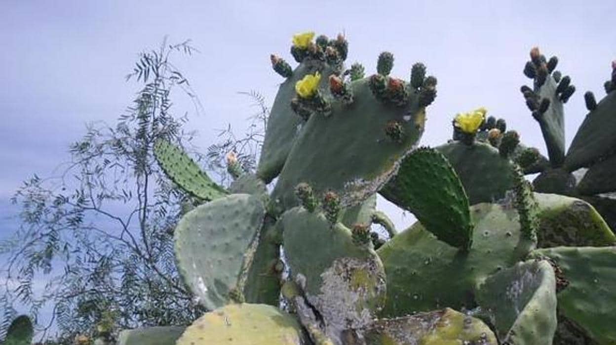 Chumbera, planta en la que viven las cochinillas