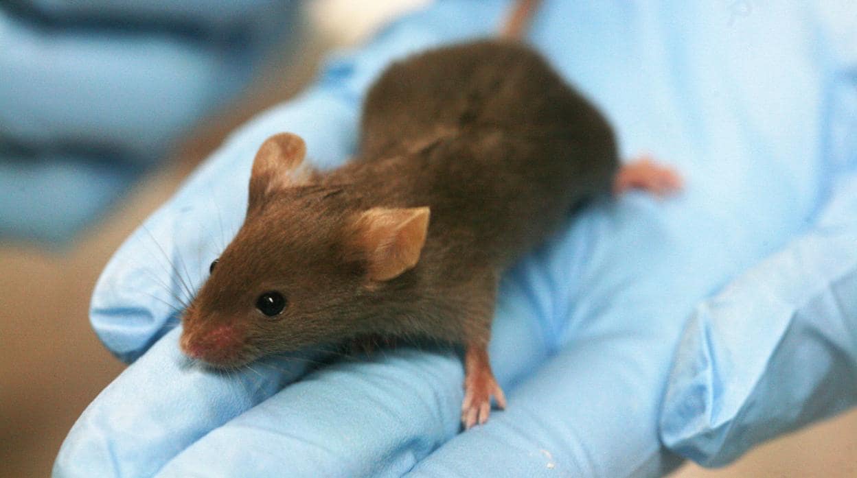 Ratones drogados con metanfetamina llevan hasta el origen de la psicosis