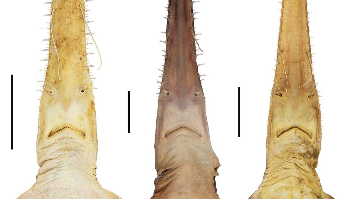 Vista ventral de las tres especies de Pliotremas conocidas