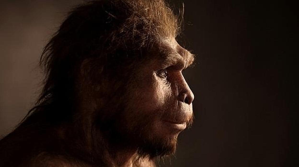 Recreación de un Homo erectus