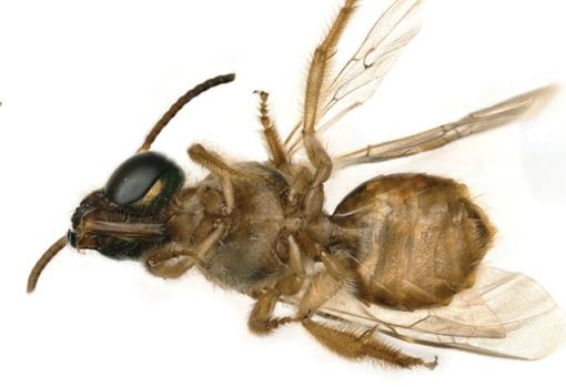 Descubren una extraña abeja literalmente mitad hembra y mitad macho