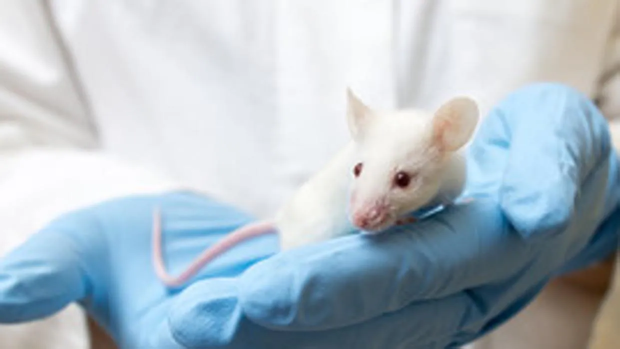 Un investigador sostiene un roedor en un laboratorio