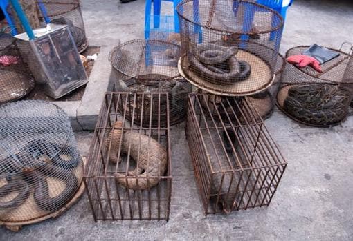 Varios animales salvajes, entre ellos tres pangolines malayos, uno de ellos una hembra con su cría, en un mercado de Myanmar.,