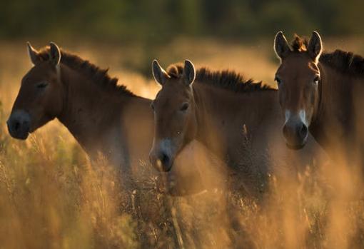 Grupo de caballos de Przewalski en la Zona de Exclusión de Chernóbil (Ucrania). Septiembre 2016
