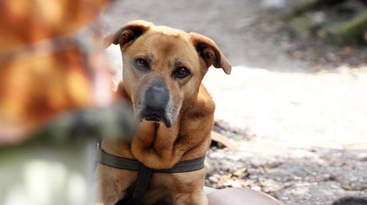 Los perros también pasan por una adolescencia «difícil»