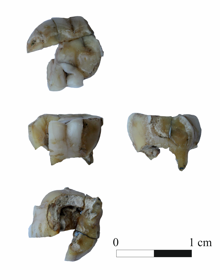 El diente fragmentado de un individuo de hace 14.000 años