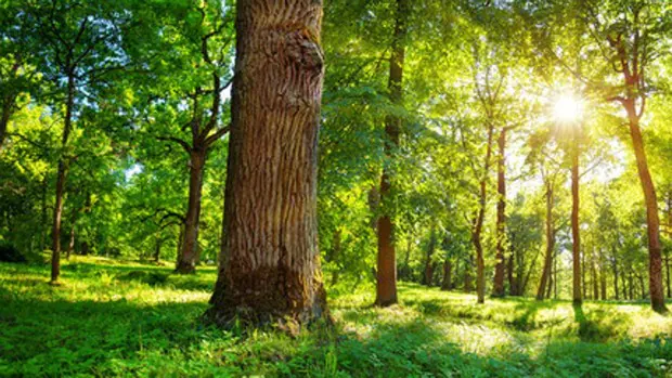 Advierten de que los árboles en todo el mundo son cada vez más raquíticos