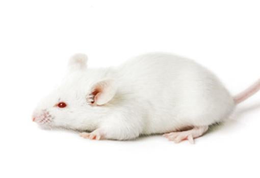 Ratón albino BALB/c, ampliamente usado en todo tipo de experimentos