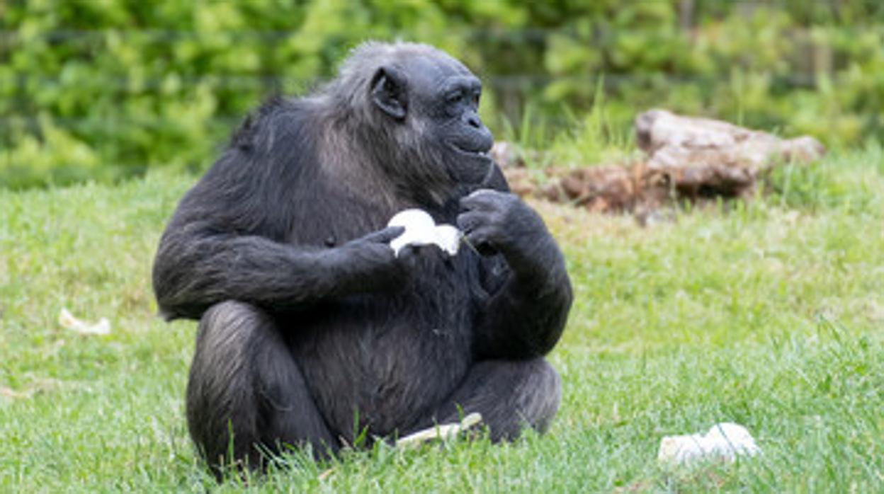 Imagen del hueso en el corazón de los chimpancés