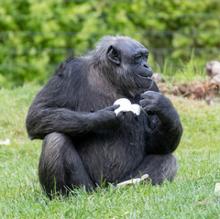 Descubren que los chimpancés tienen un hueso en el corazón