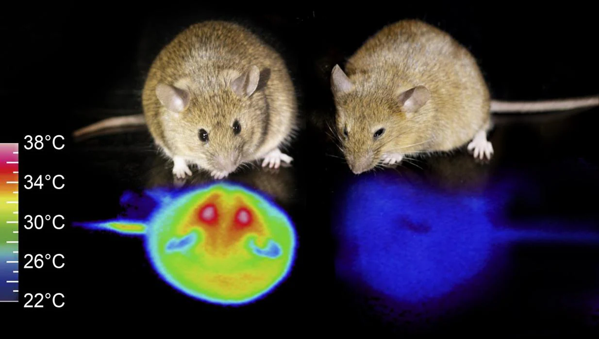 A la derecha, junto a un ratón en estado normal, uno de los que entró en estado de hibernación. Su temperatura corporal bajó de los 36 a los 22 grados