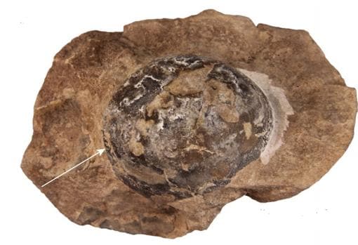 El misterio detrás del huevo gigante encontrado en la Antártida: ¿era de  dinosaurio?