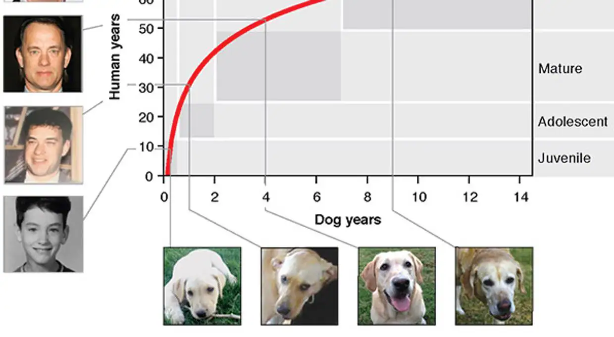Qué edad tiene tu perro en años Una nueva fórmula mejor multiplicar por siete