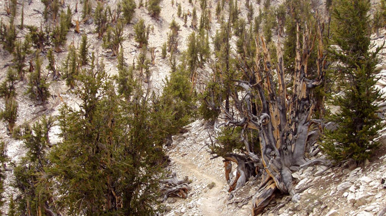 Bosque donde se encuentra Matusalén, en las Montañas Blancas, California