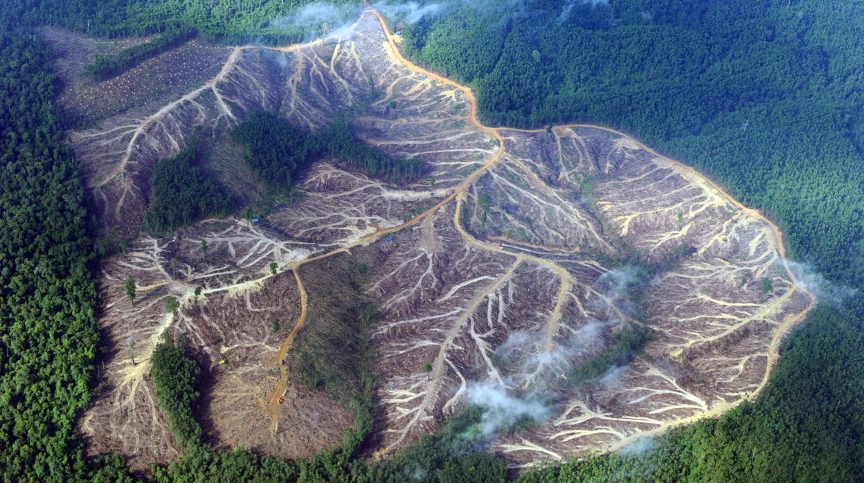 Una zona talada en las montañas de la provincia de Jambi, en la isla de Sumatra, en 2010