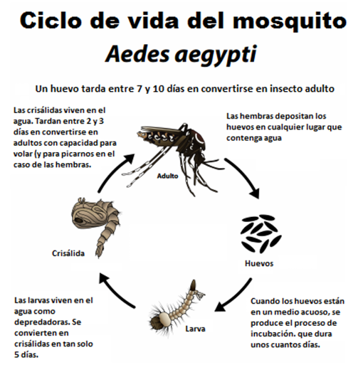 Por qué los mosquitos nos eligieron cómo víctimas hace miles de años