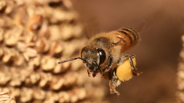 Los ojos de las abejas tienen al menos 430 millones de años de antigüedad