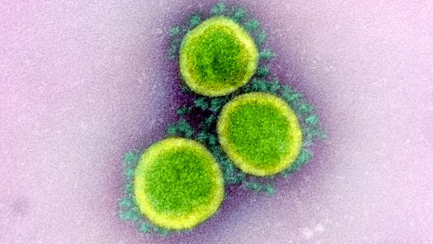 Científicos descubren un nuevo punto débil del coronavirus
