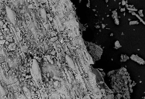 Fragmento de hierba visto al microscopio electrónico
