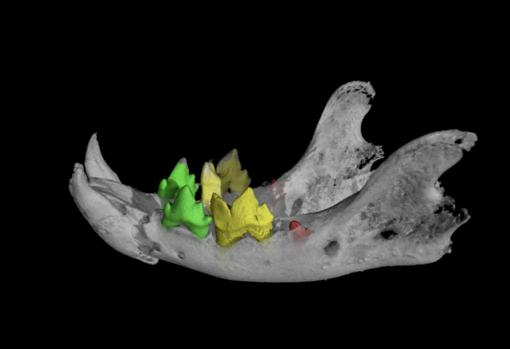 Mandíbula inferior (mandíbula) y dientes del gatito momificado disecados digitalmente. Revela fracturas y primeros molares mandibulares no erupcionados (rojo) que indican que era un gatito en el momento de la muerte.