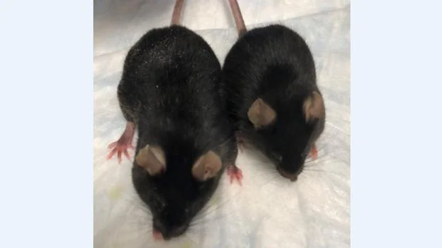Ratones «cachas» mutantes vuelven del espacio como si nada