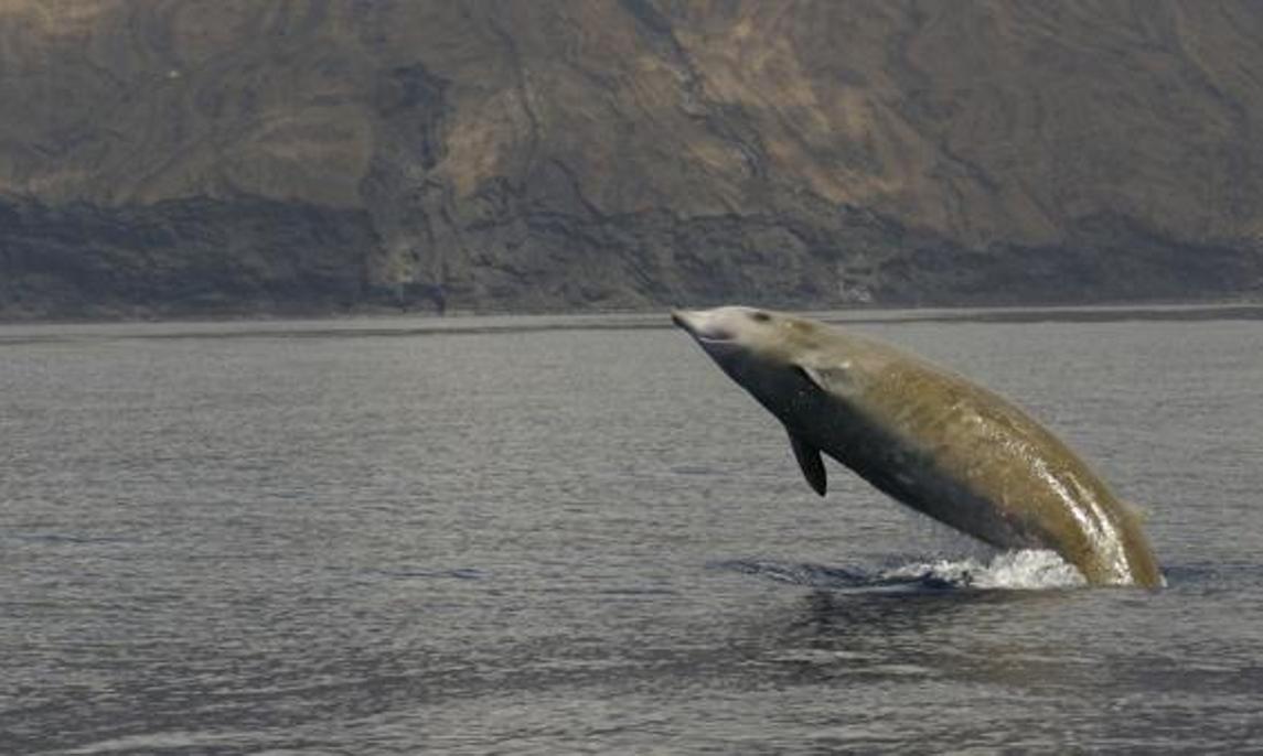 Un zifio de Cuvier con una etiqueta en su aleta dorsal