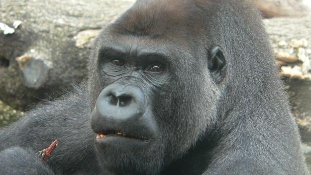 Incidente en el zoo de Madrid: «Si el gorila hubiera querido, habría matado a la cuidadora»