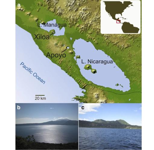 En los lagos Managua y Nicaragua viven las especies «ancestrales» de cíclidos de un puñado de nuevas especies que viven en los pequeños lagos Xiloá y Apoyo