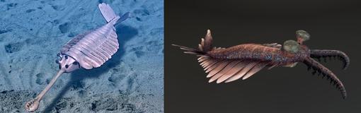 Reconstrucciones de «Opabinia», izquierda, y «Anomalocaris», derecha