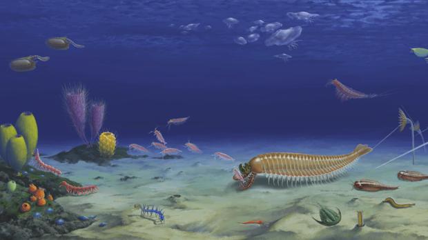 Una gamba con cinco ojos y 520 millones de años de antigüedad revela el origen de los artrópodos