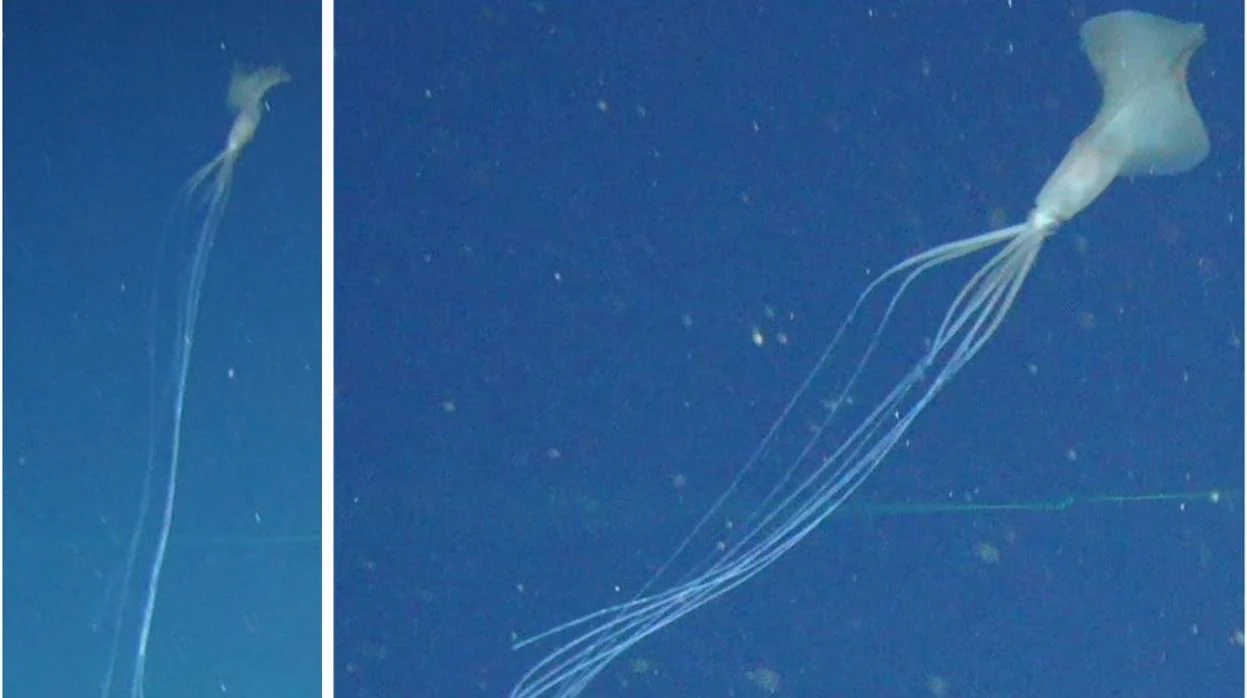 El calamar de aletas grandes observado («Magnapinna» sp)