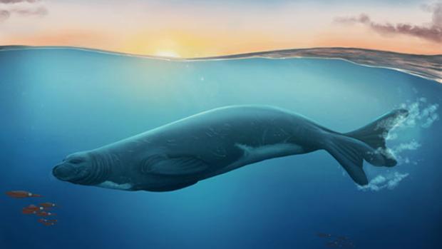 El fósil que ha reescrito la historia de las focas