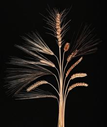 La foto muestra un espectro de diversidad en trigo y cebada
