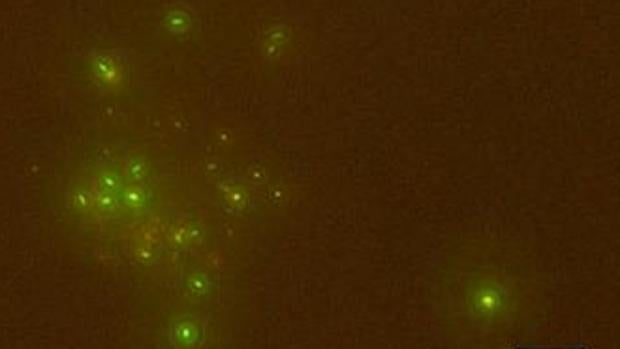 ¿A qué profundidad bajo el lecho marino hace tanto calor que la vida ya no es posible?