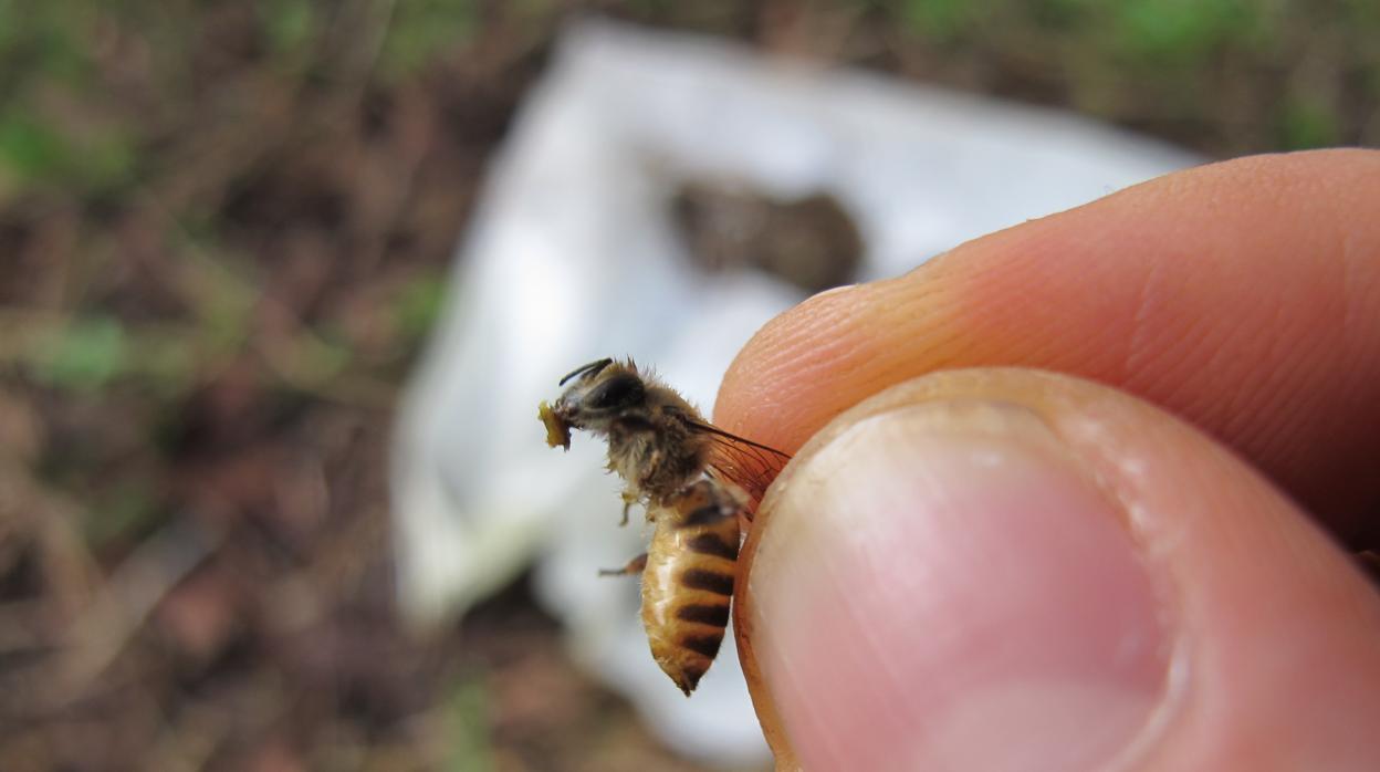 Abeja transportando estiércol en la boca