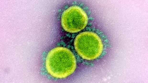 Descubren un nuevo punto débil del coronavirus