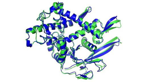 Las estructuras de una proteína que fueron predichas por inteligencia artificial (azul) y determinadas experimentalmente (verde) coinciden casi a la perfección