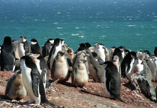 Varios pingüinos en la Antártida. Uno de los proyectos estudiará su contribución a la producción de nutrientes